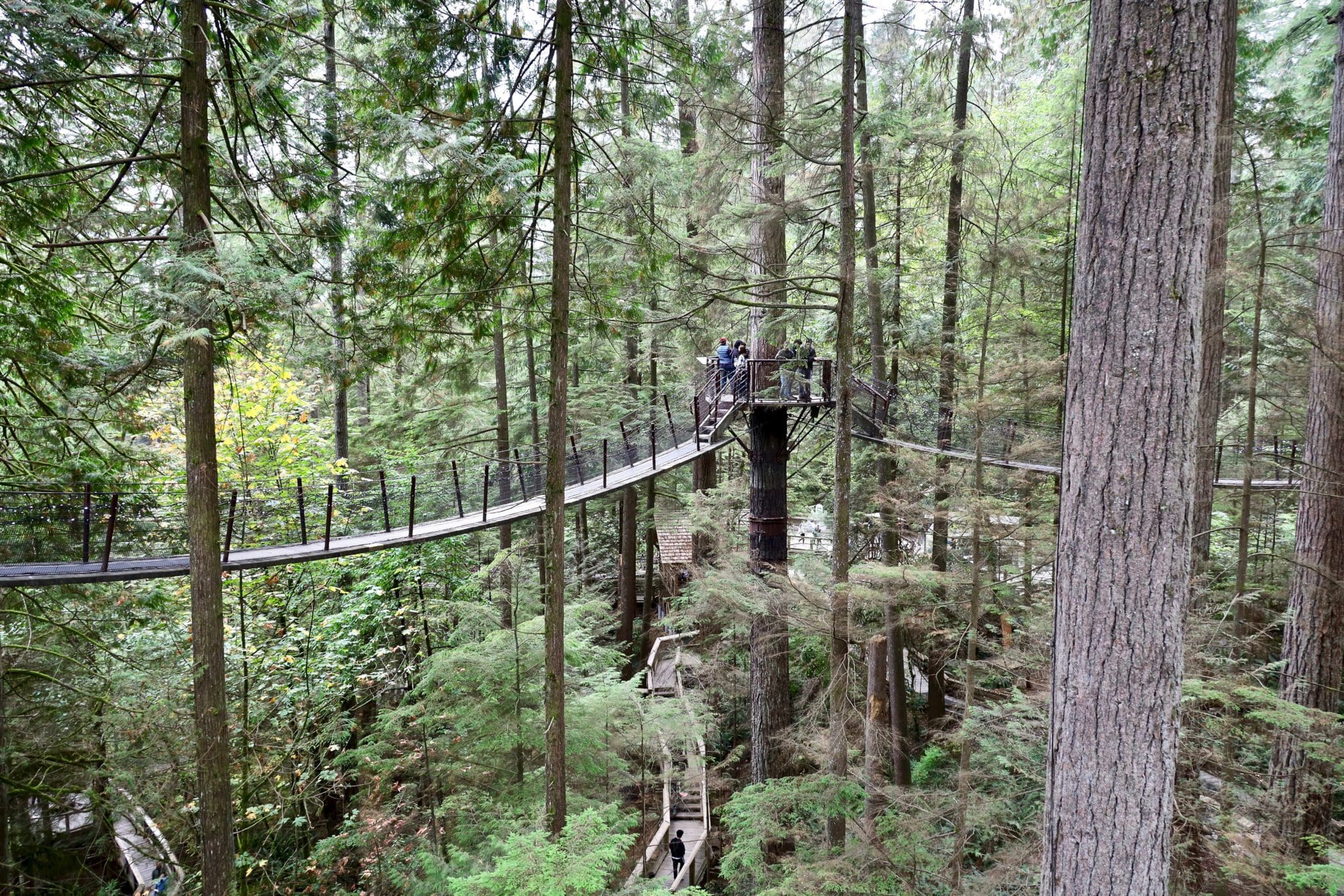 How to Visit the Capilano Suspension Bridge from Vancouver