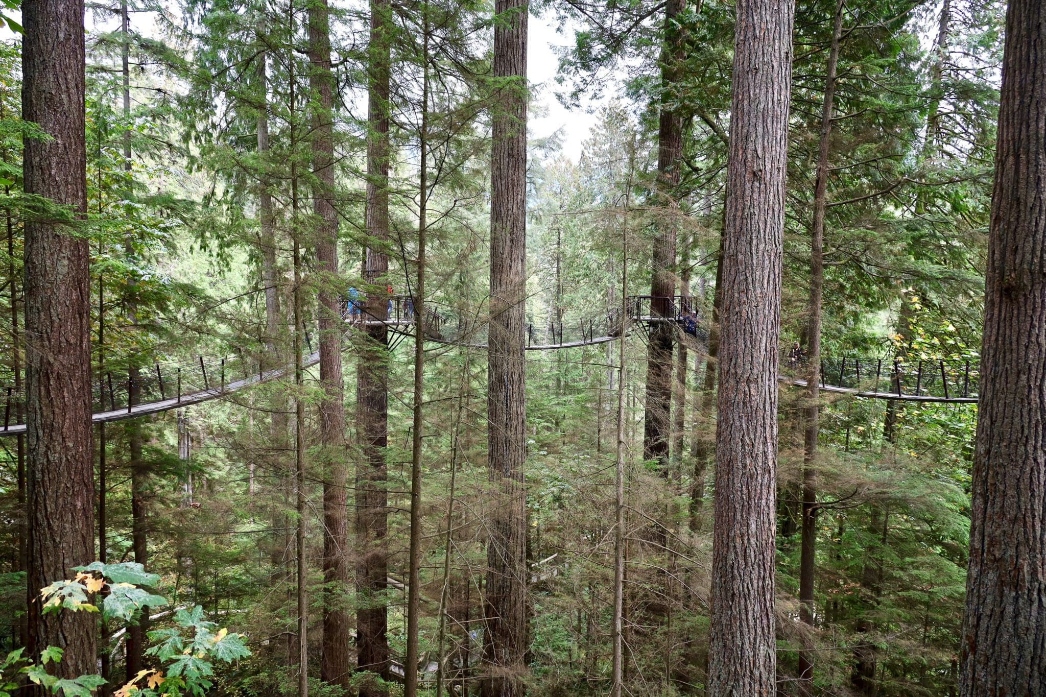 How to Visit the Capilano Suspension Bridge from Vancouver