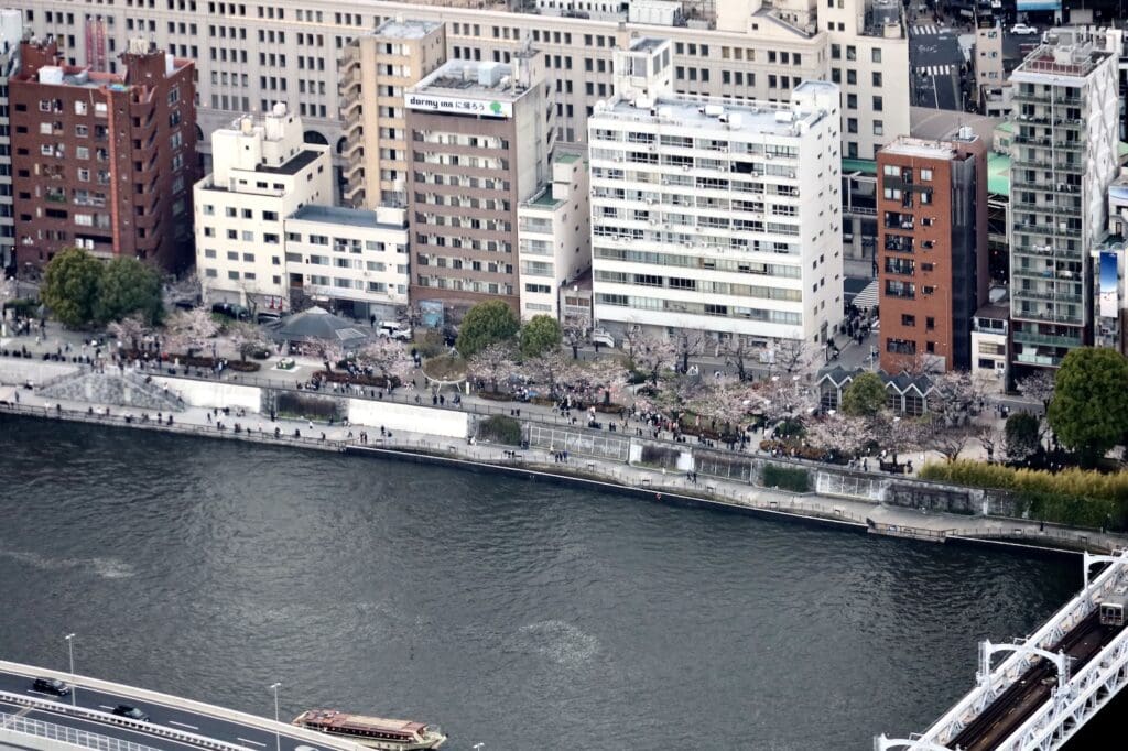 Cherry Blossoms Lining the Sumida River - Seen from the Tokyo Skytree Tiempo Galleria (Floor 450)