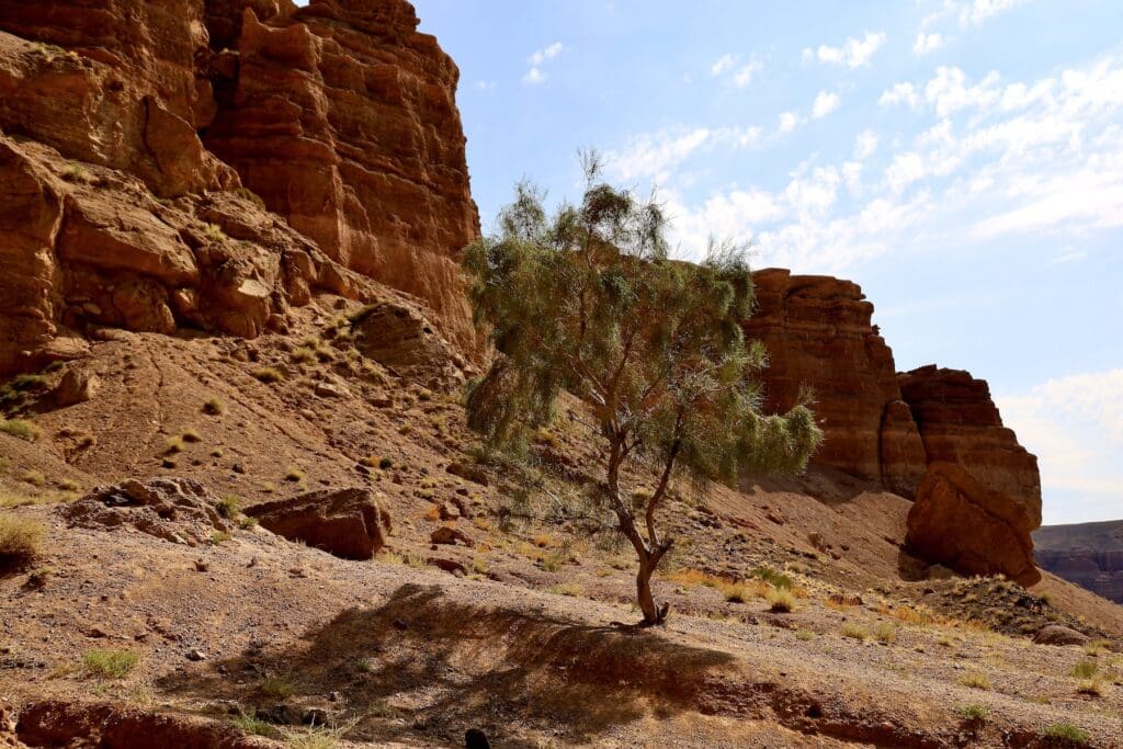 A Lonely Tree at Charyn Canyon