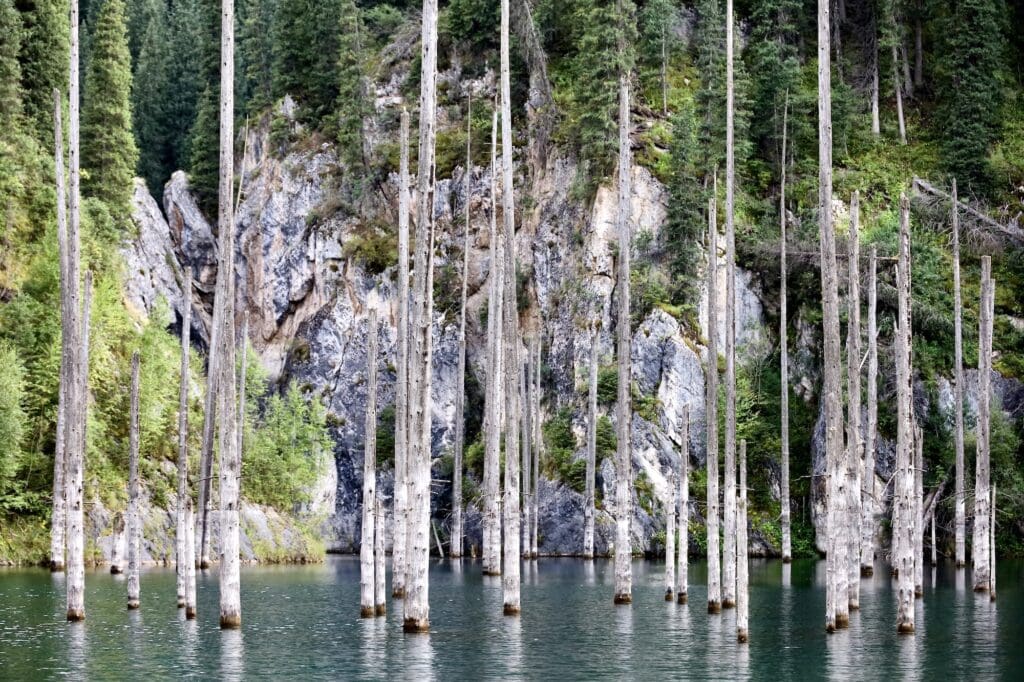 Sunken Trees of Kaindy Lake