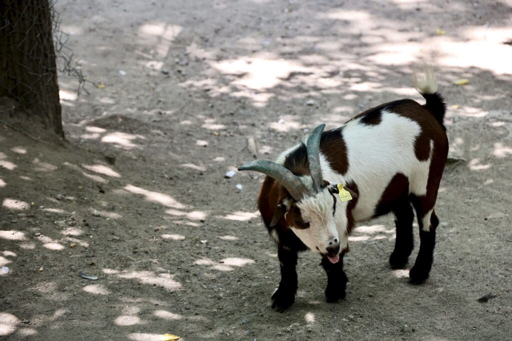 A Goat at the Kok Tobe Mini Zoo