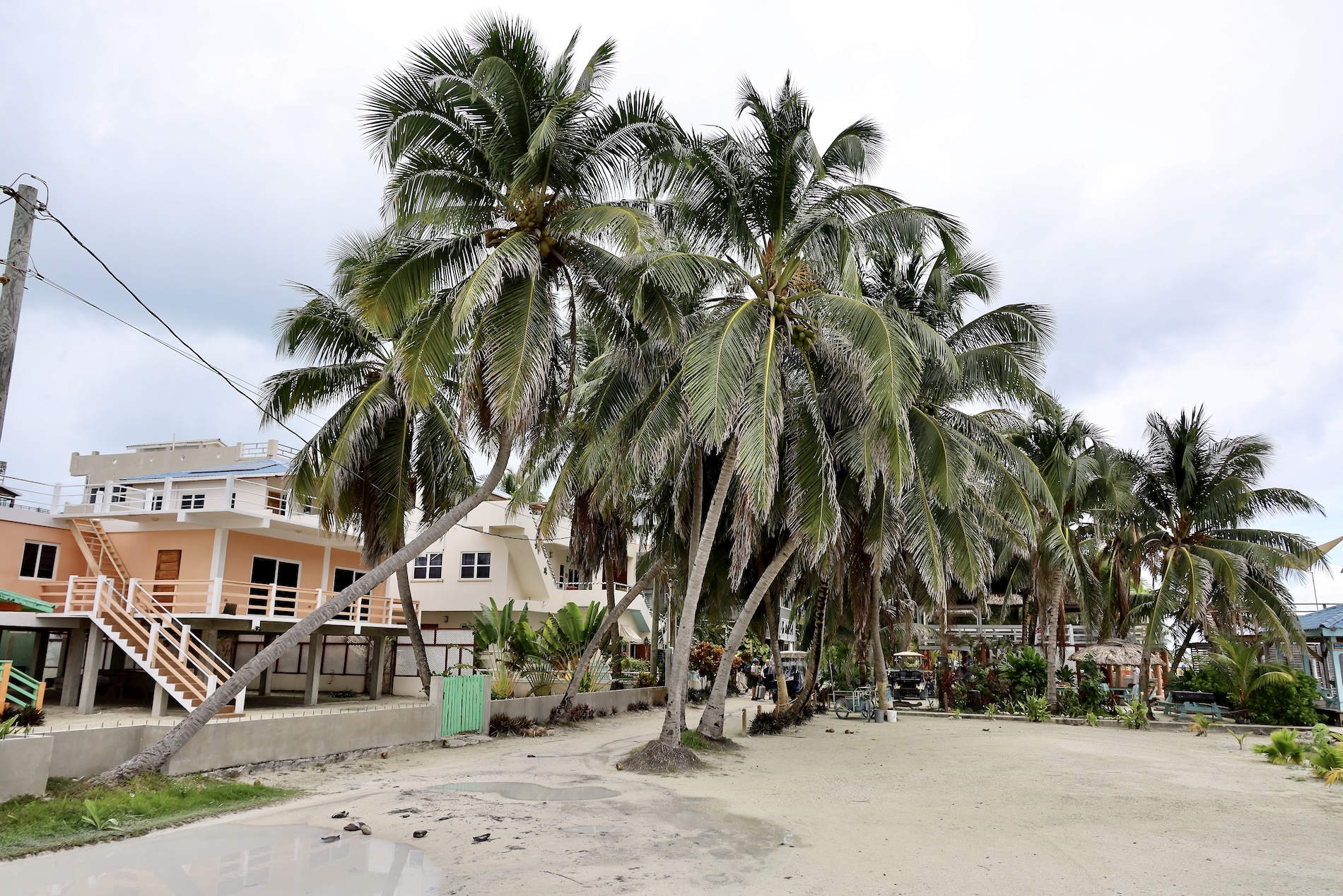 Caye Caulker is Full of Palm Trees