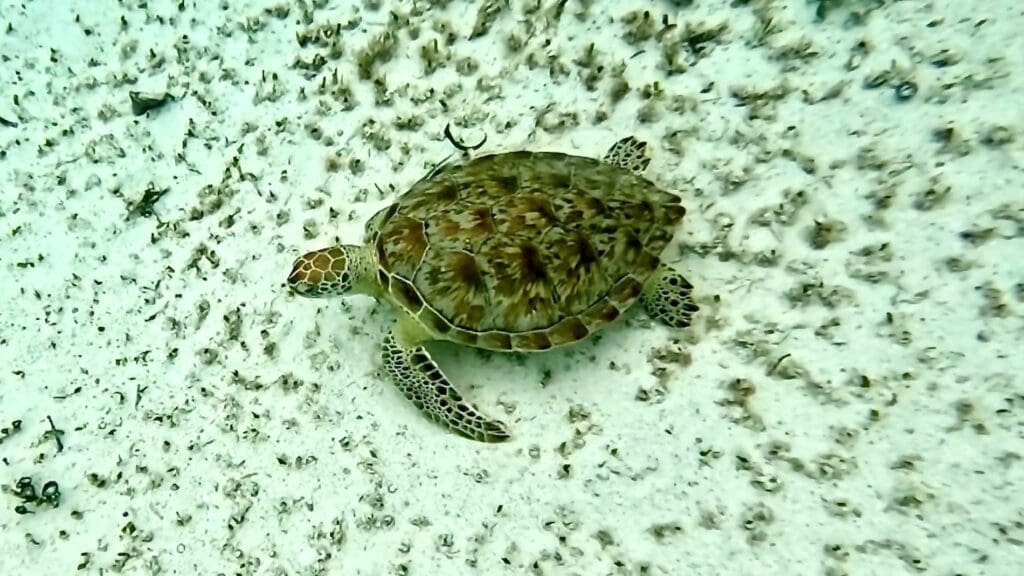 Sea Turtle at Hol Chan Marine Reserve