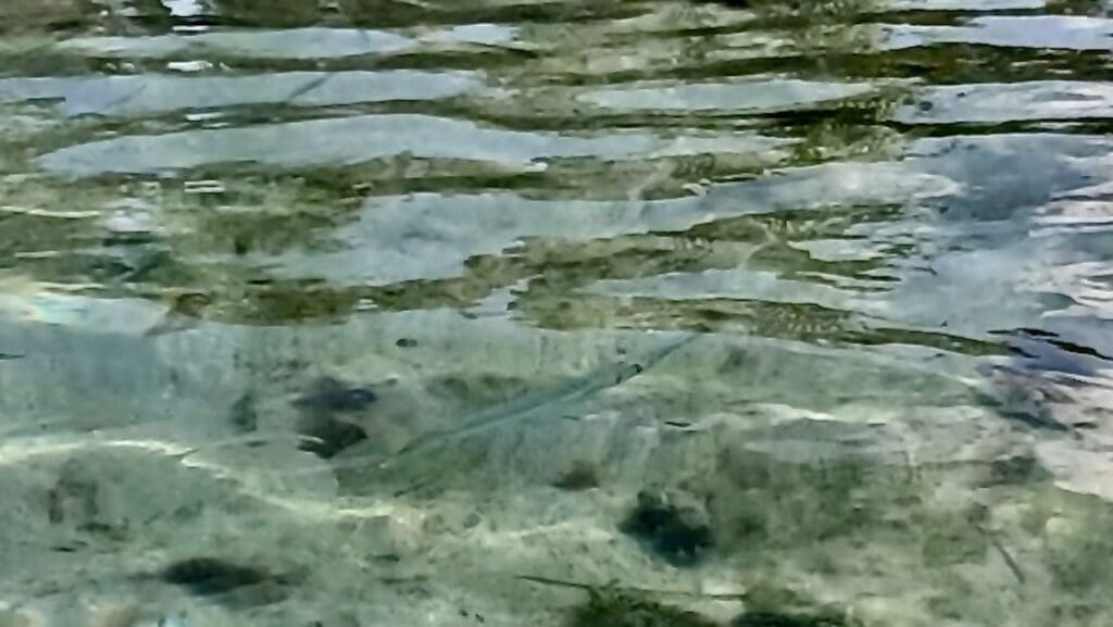 Baby Swordfish (Hard to See)