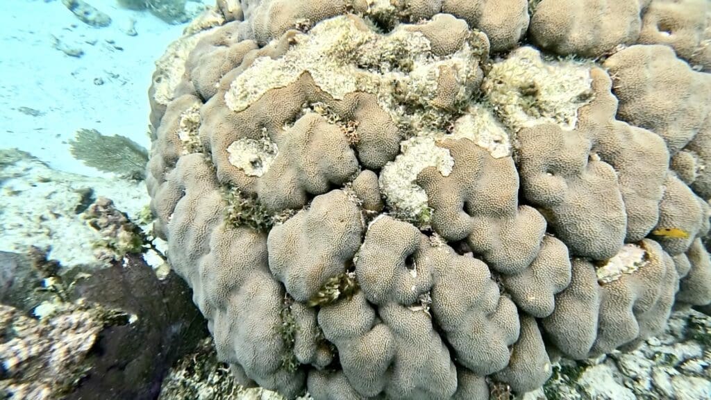 Brain Coral - Shark Ray Alley, Belize