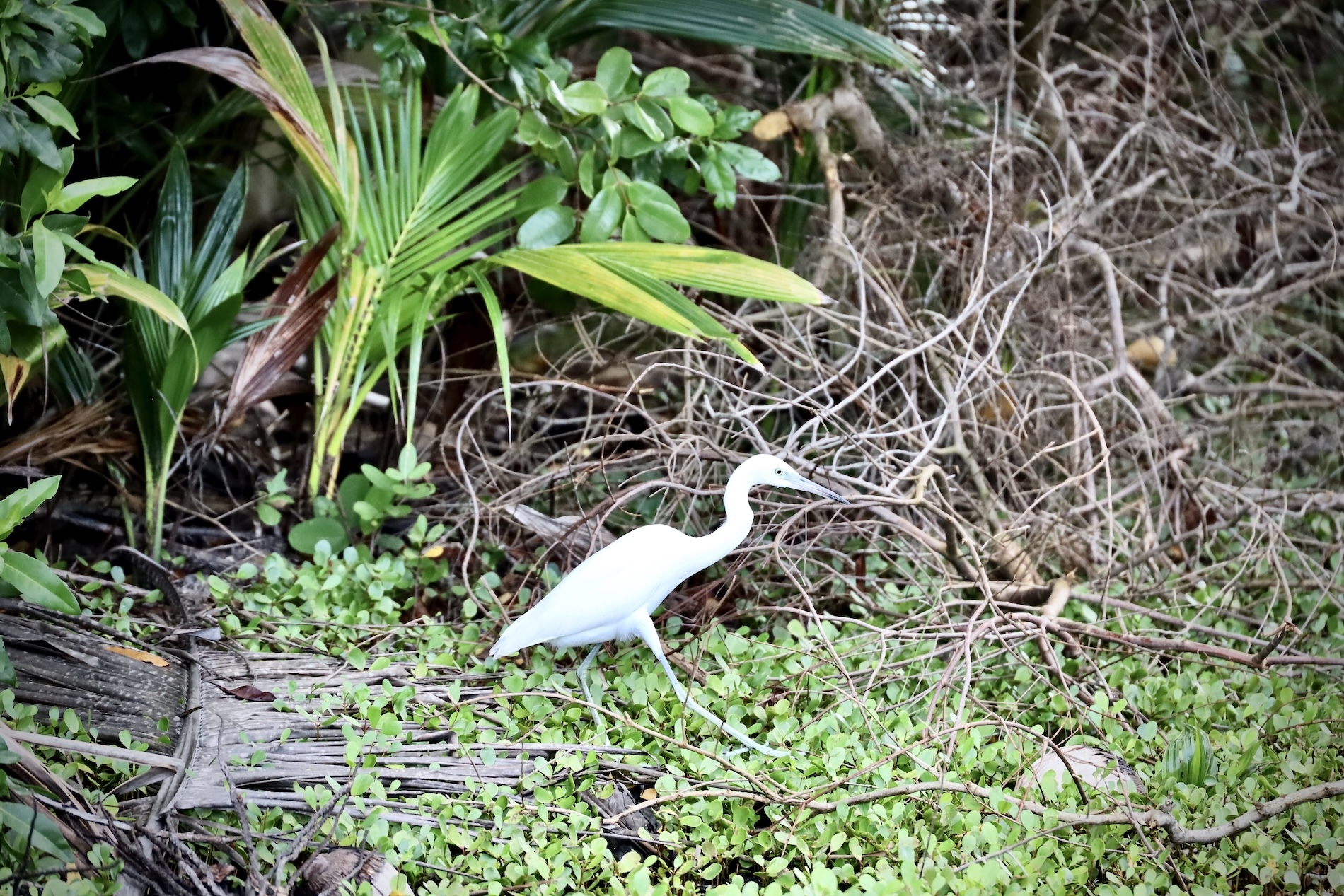 A Bird on Caye Caulker