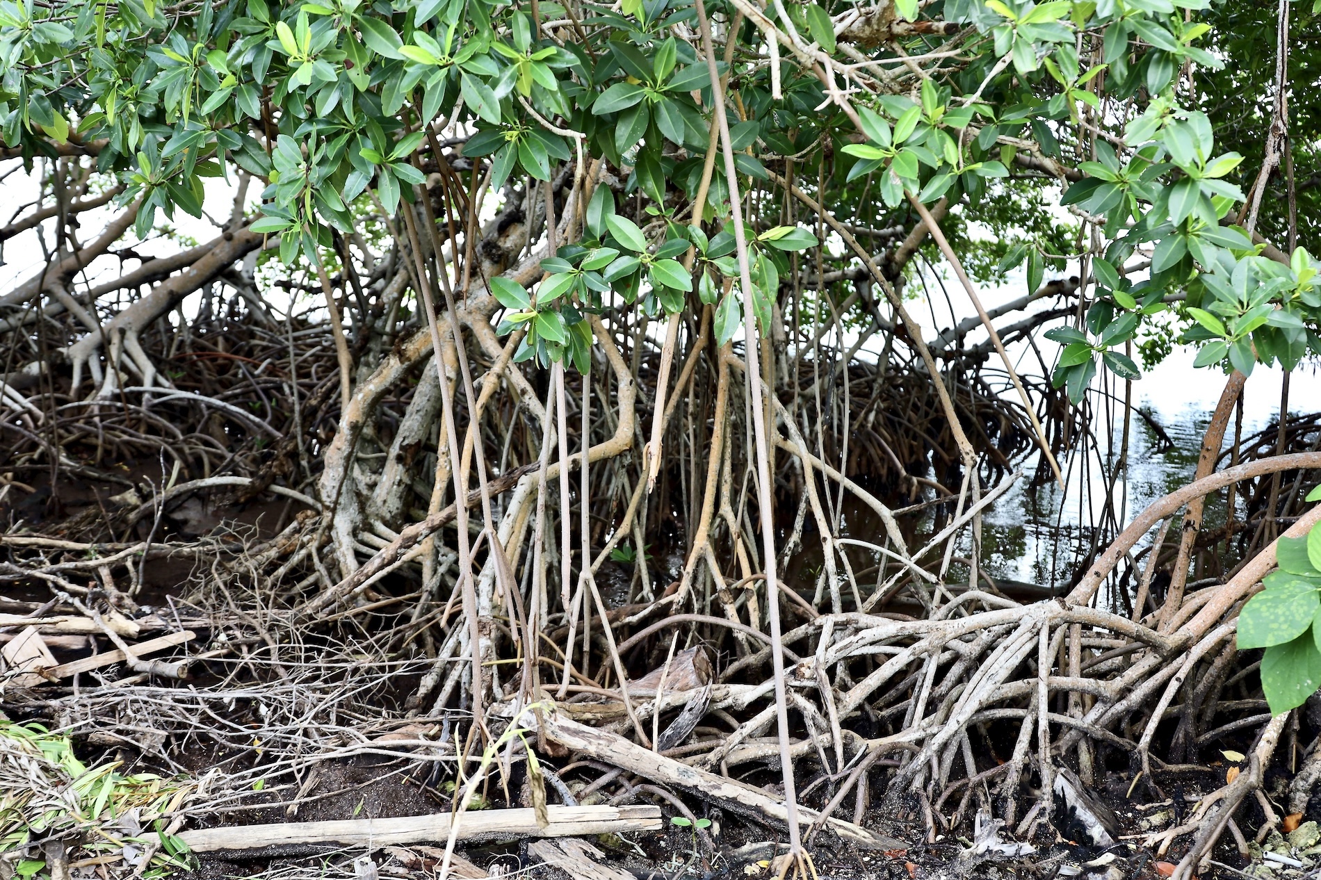Mangrove Vegetation - Caye Caulker
