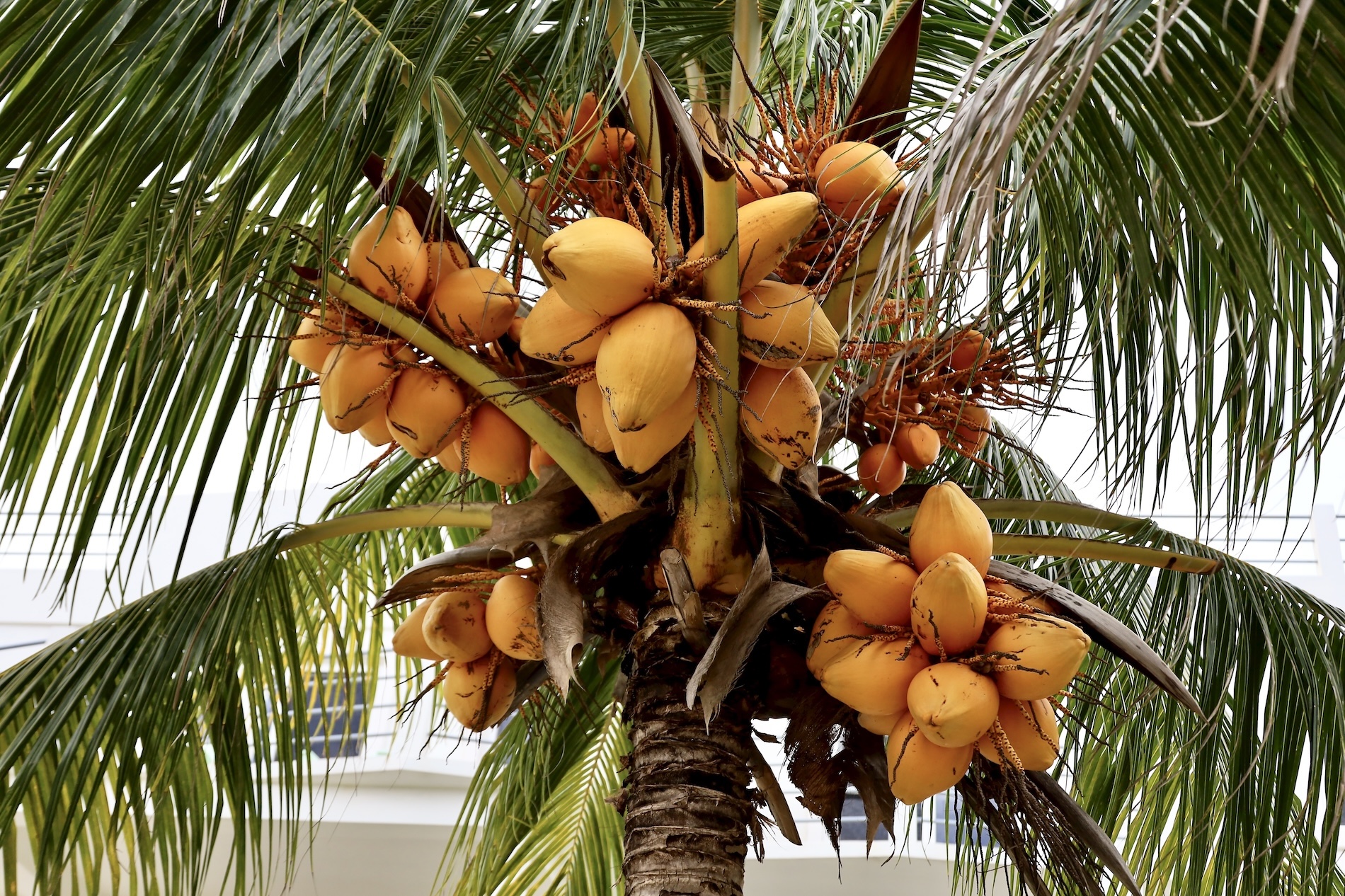Coconuts on Trees - Caye Caulker