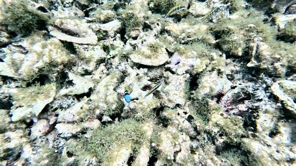 Lots of Conch Shells - Conch Alley
