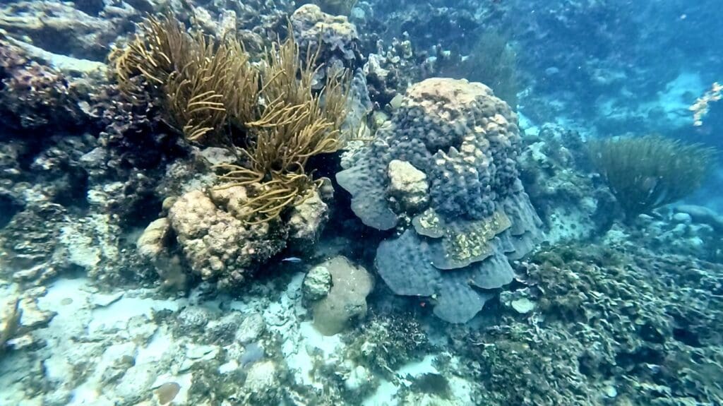 Impressive Coral