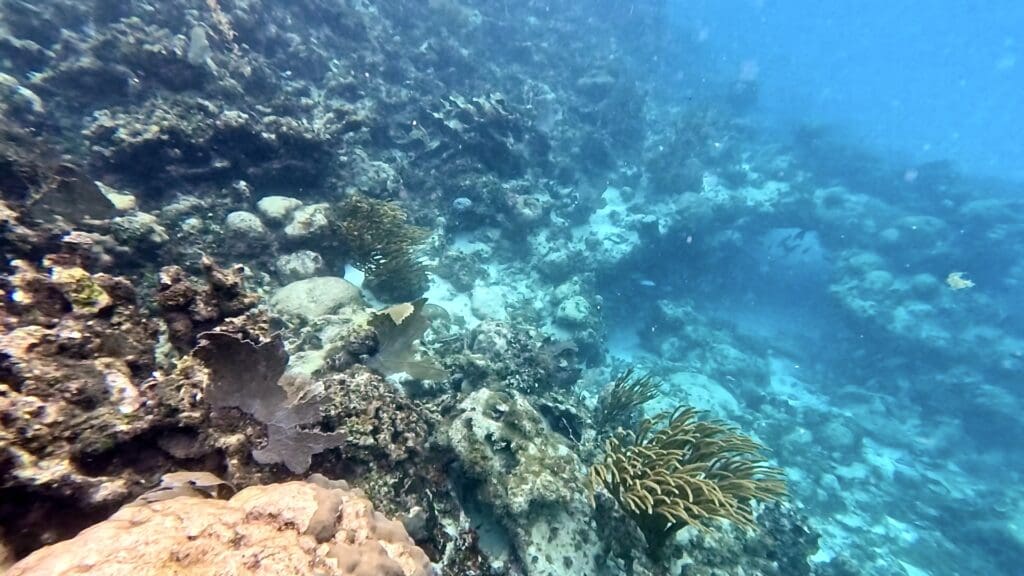 Part of a Coral Reef at Hol Chan Marine Reserve