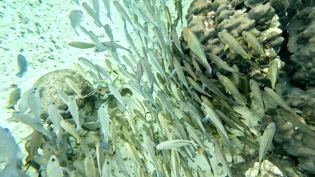 A School of Fish