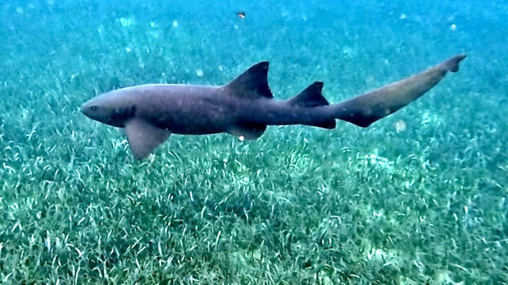 Nurse Shark - Shark Ray Alley, Belize
