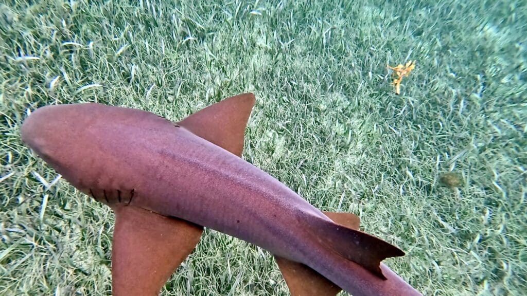 A Nurse Shark at Shark Ray Alley