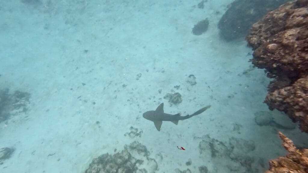 A Nurse Shark at Hol Chan Marine Reserve