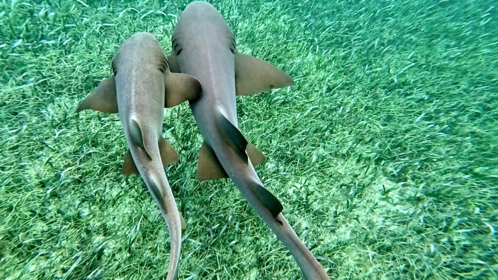A Pair of Nurse Sharks at Shark Ray Alley