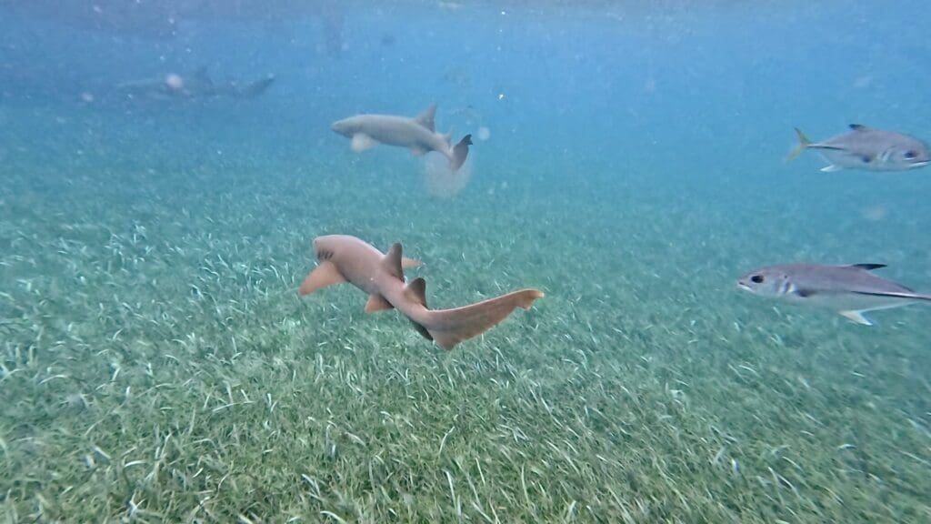 Nurse Sharks Swimming at Shark Ray Alley
