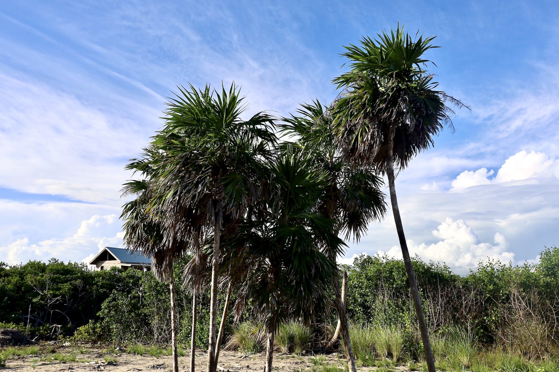Palm Trees - North Island of Caye Caulker