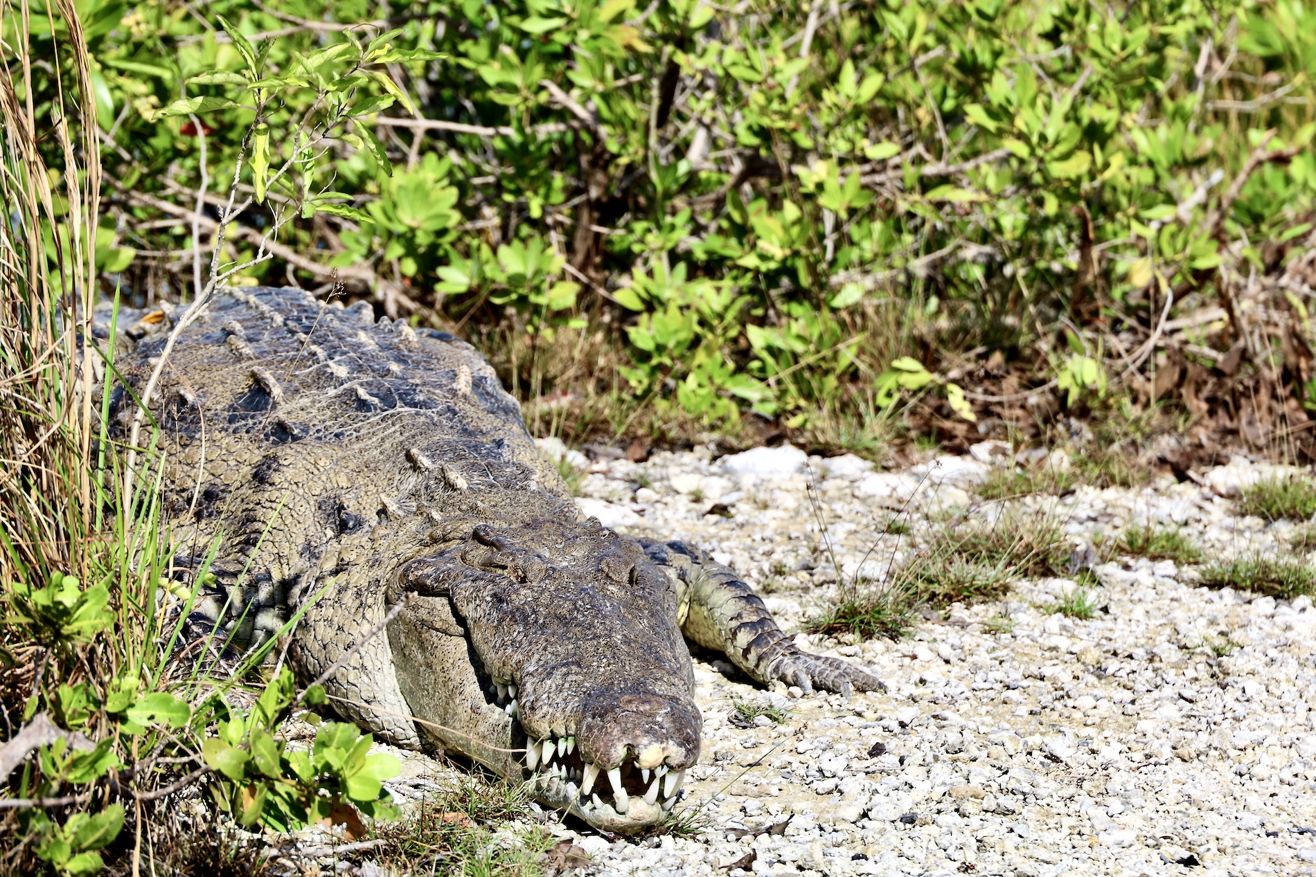 Giant Saltwater Crocodile - Ambergris Caye, Belize