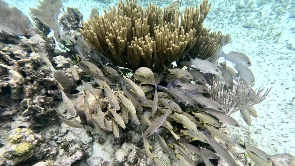 Coral and a School of Fish