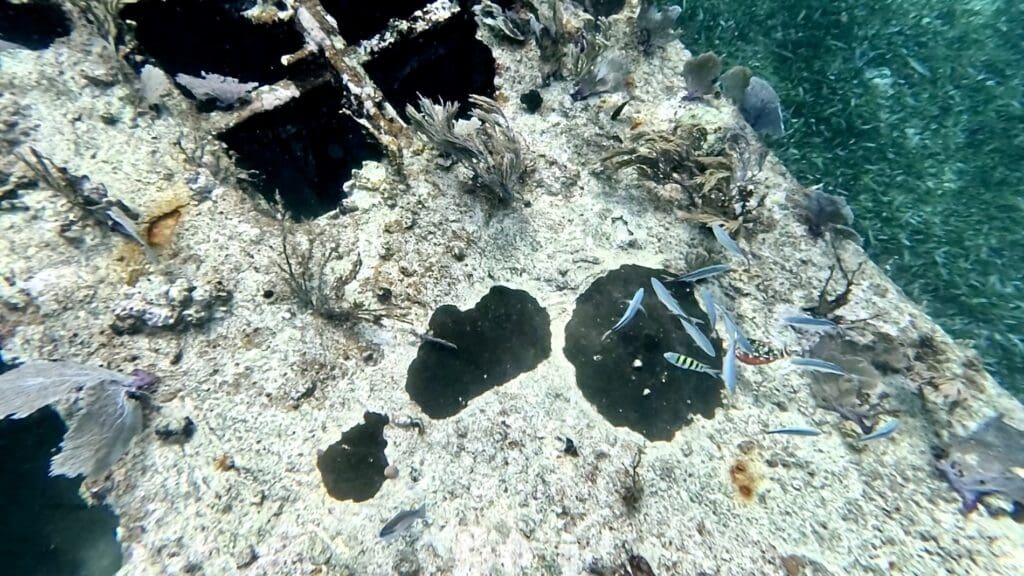Fish Swimming Around the Shipwreck - Belize