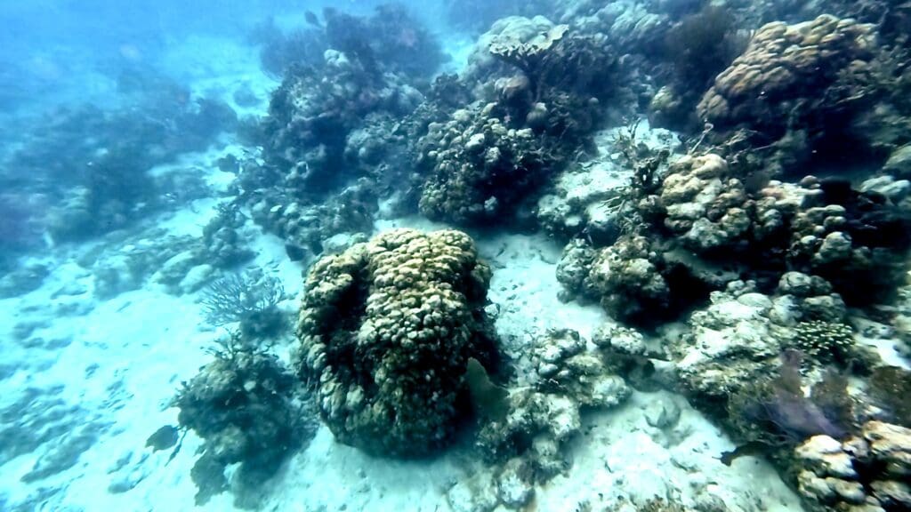 Caye Caulker Offers Access to the Famous Hol Chan Marine Reserve