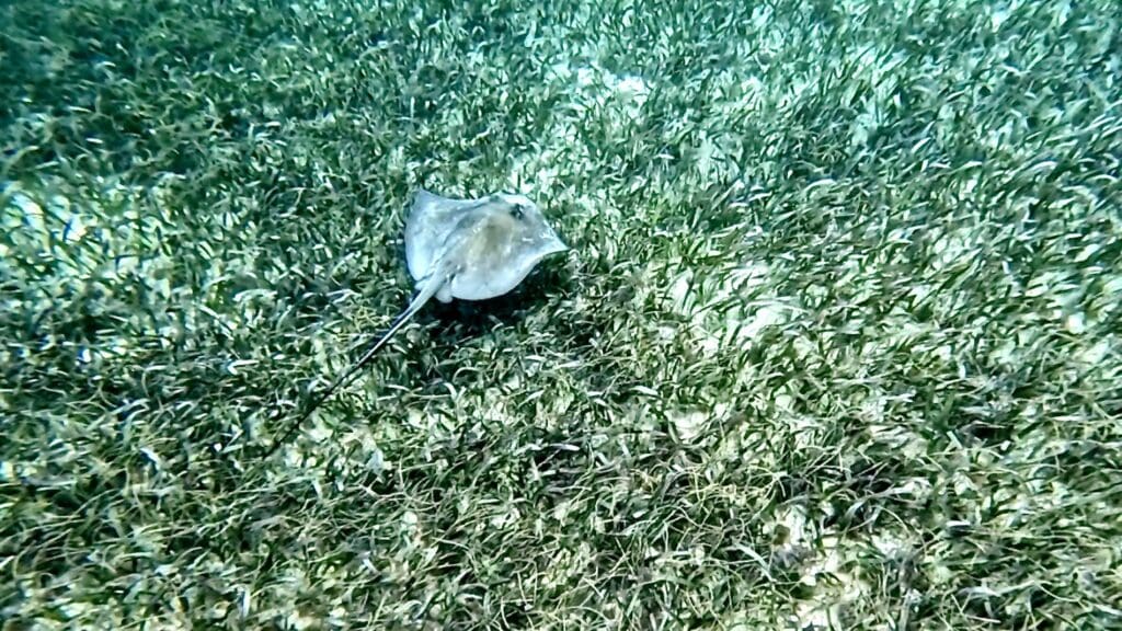 String Ray at Hol Chan Marine Reserve