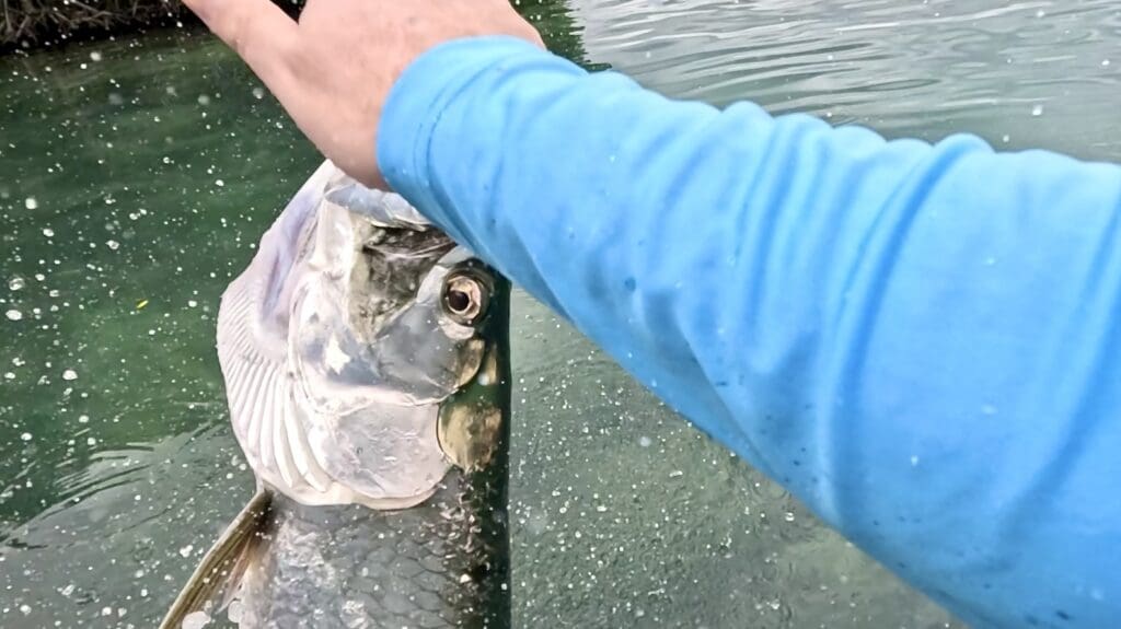 High-Fiving a Tarpon - Caye Caulker, Belize