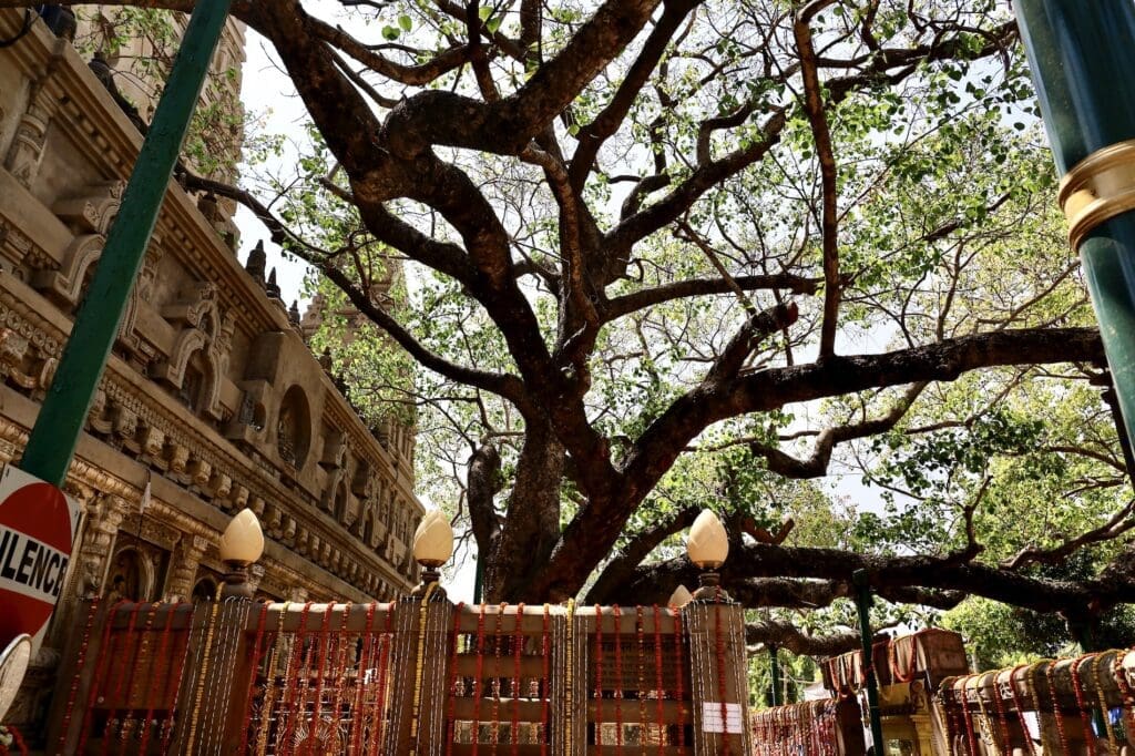 This Bodhi Tree Marks the Location Where Buddha Became Enlightened