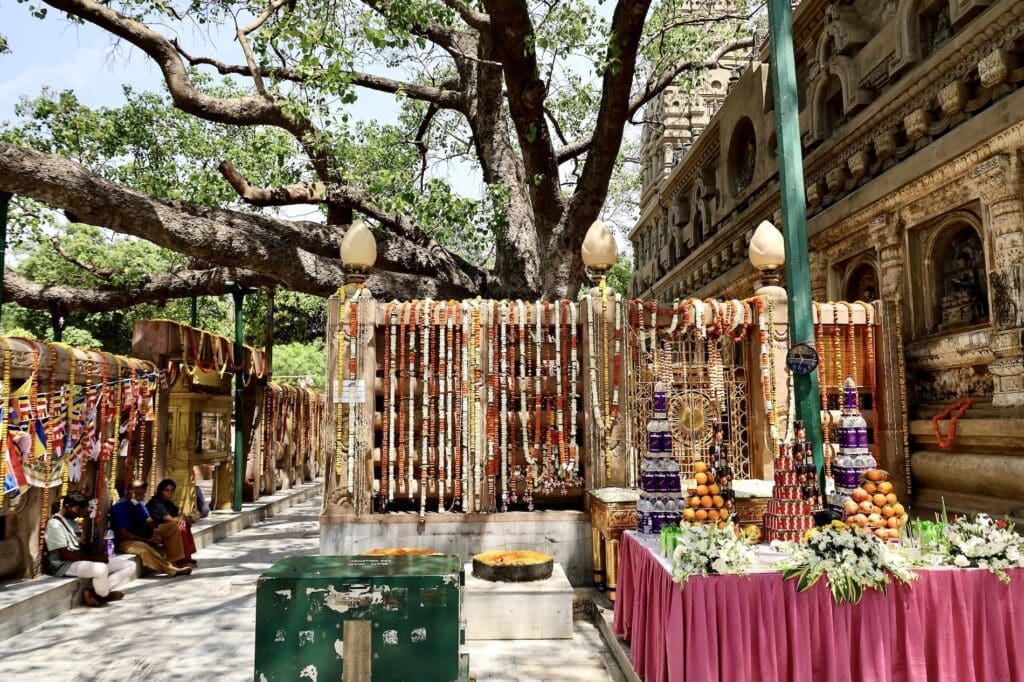 Offerings Near the Bodhi Tree Where Buddha Reached Enlightenment