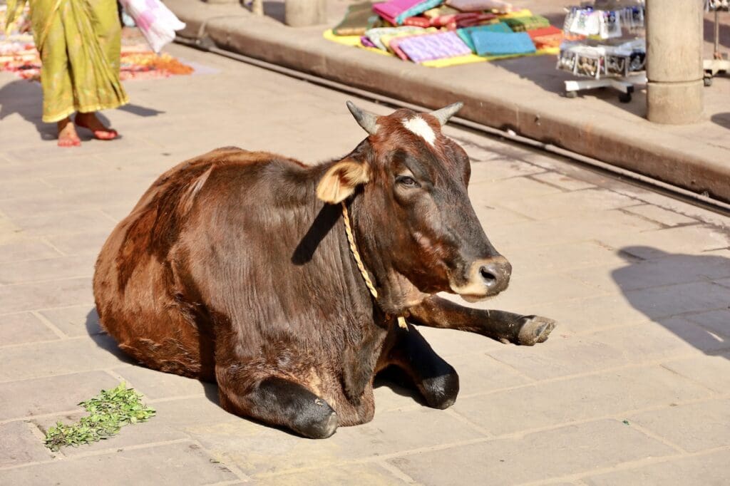 Cows are Common in the Varanasi Old City
