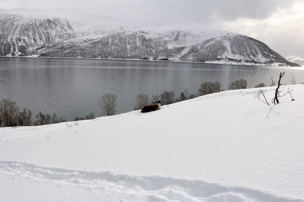 Reindeer, Mountains, Snow and Fjords