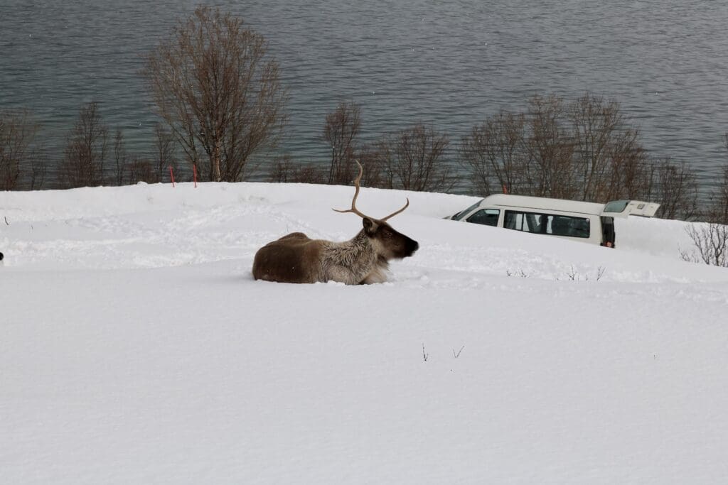 Norwegian Reindeer Near the Road